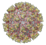 Vírus Chikungunya ( Google imagens)